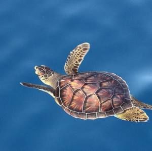 Meet your Posher, Kay